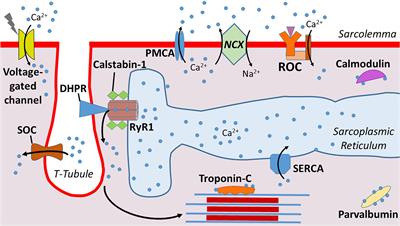 Disturbances in Calcium Homeostasis Promotes Skeletal Muscle Atrophy: Lessons From Ventilator-Induced Diaphragm Wasting